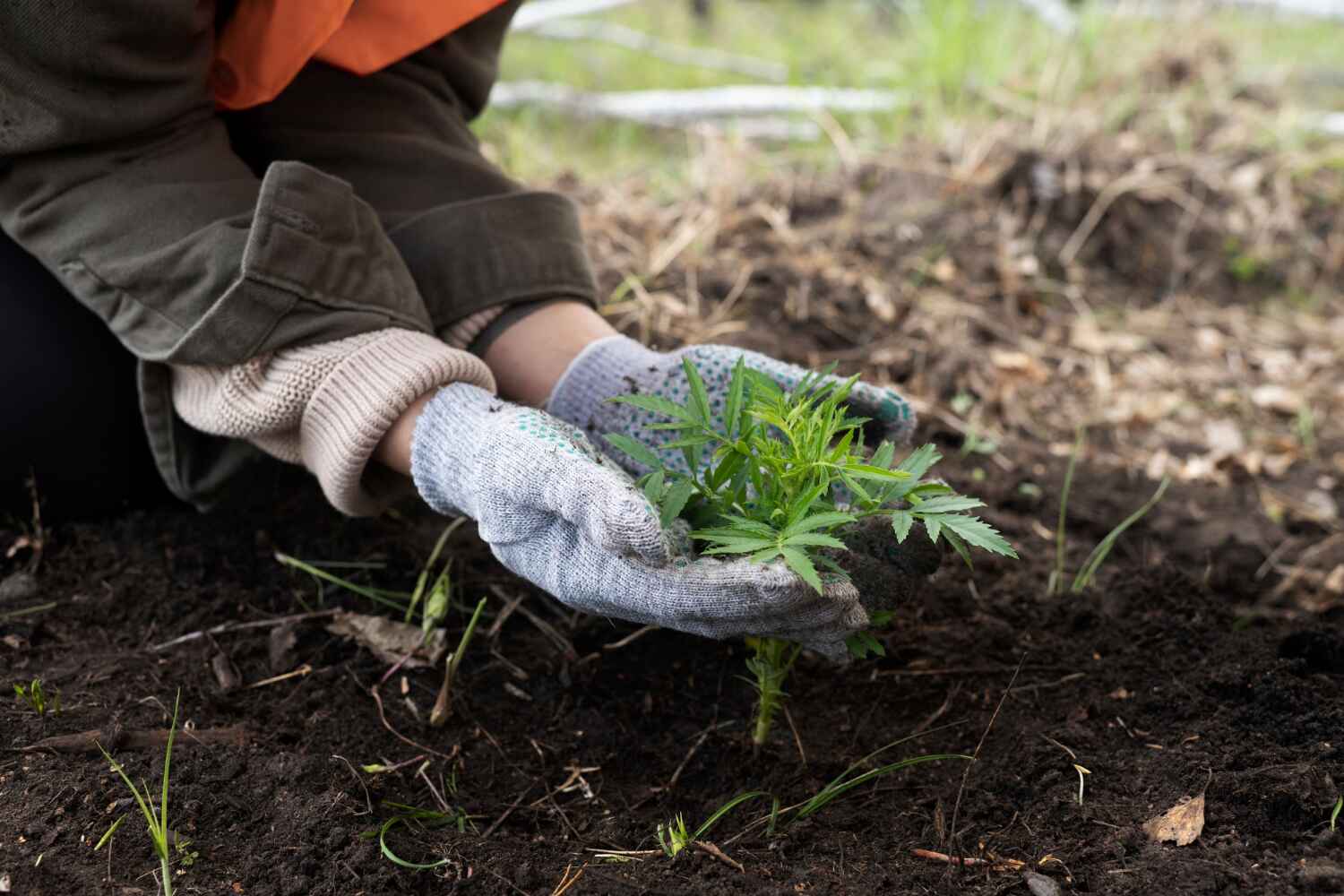 Best Tree Care Services  in Nicollet, MN